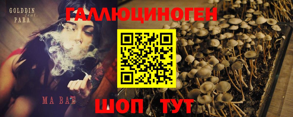Псилоцибиновые грибы Psilocybe  Вход с VPN  Тверь 